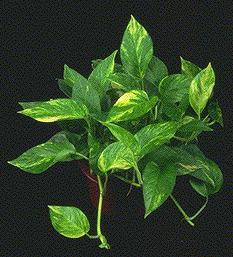 money plant