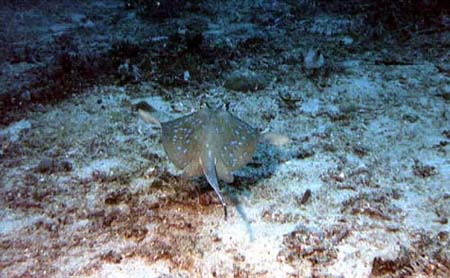 stingray