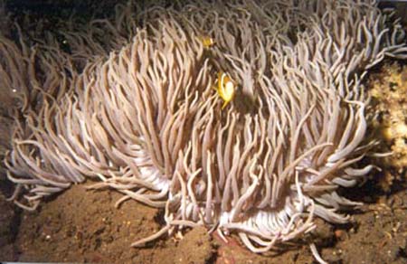 tulamben6_fish