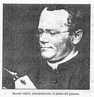 Mendel