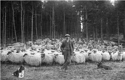 John McHardy, Flockmaster