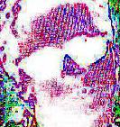 click to see picture