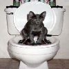 cat at the restroom