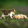 cats