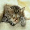 kitten