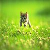 the flying cat