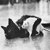cat and a mouse