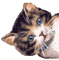 Dancing Cats