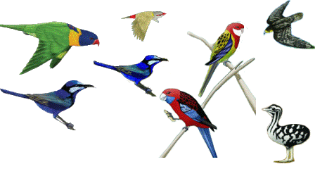 Nepali Birds
