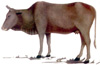 The cow, Nepal's national animal !!!
