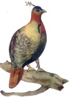Danphe - National Bird of Nepal !!!