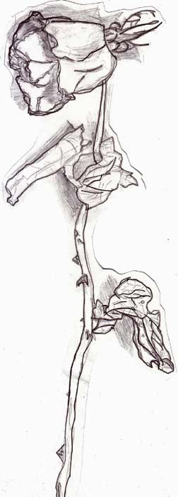 Dead Rose Drawing