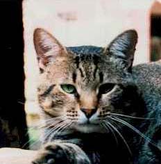 Martin - not a happy cat