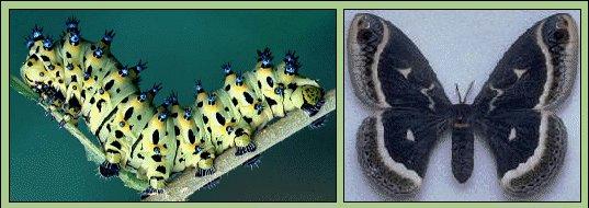 Female Calleta Moth and Larva