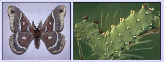 Male Columbian Moth and Larva.