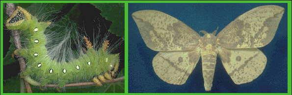 Male Imperial Moth and Larva