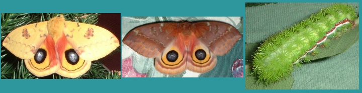 Male and Female Io Moths and Larva
