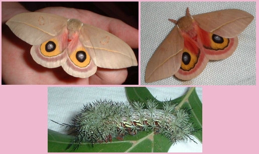Female and Male Pamina Moth and Larva