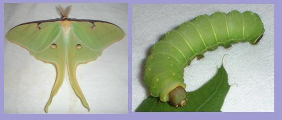 Male Luna Moth and Larva