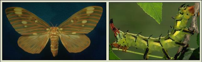 Female Royal Walnut Moth and Larva