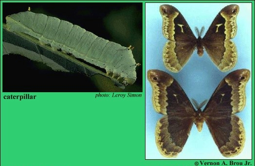 Larva and Males (Top, 1st brood; Bottom, 3rd brood)