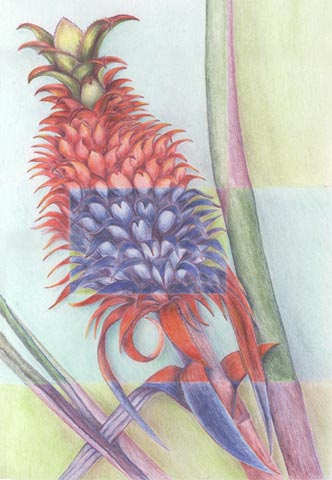 bromeliad illustration
