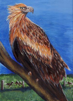 wedge tailed eagle
