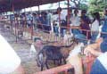 Tuguegarao City Agricultural & Fishery Council (CAFC) Participation in the DA-CVLMROS Livestock Exhibit