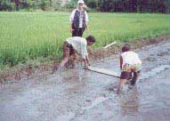 City Agricultural Technologist Introducing & Supervising Hybrid Rice Seed Bedding Technology