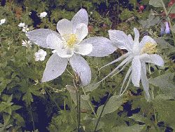 Colorado Columbine
   Photograph by Sandra Bray