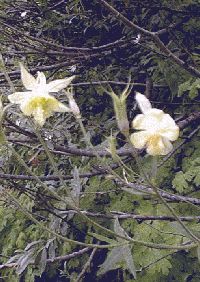 Yellow Columbine
   Photograph by Sandra Bray
