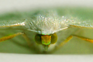  a close look