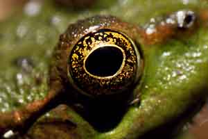Frog@Yedigller National Park, a close look