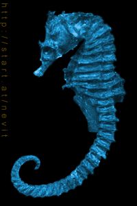Vision: SeaHorse