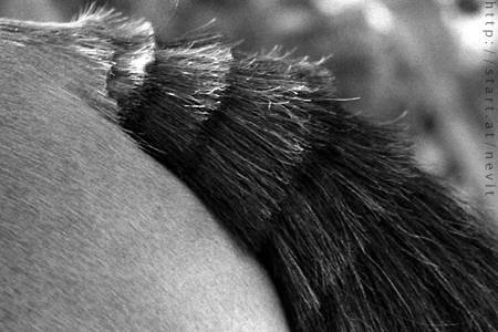 Horse Tail