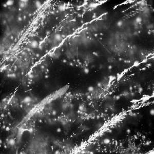 Film Streaks