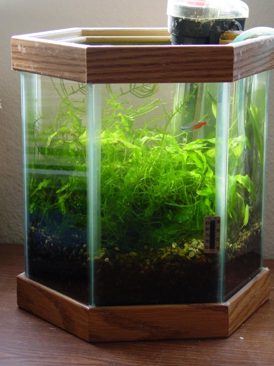 Hoa G. Nguyen's 1-gallon Aquarium, 2002