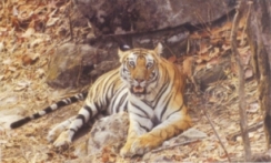 A big cat - Tiger