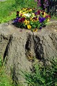 Pansies