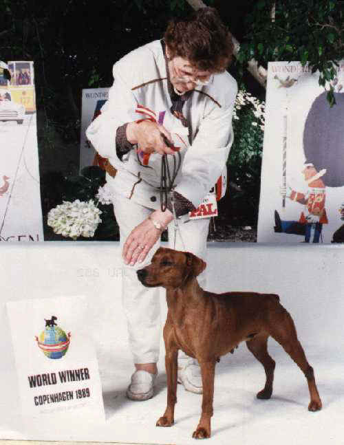 World Winner 1989 Of Leijliden Quella-Donna