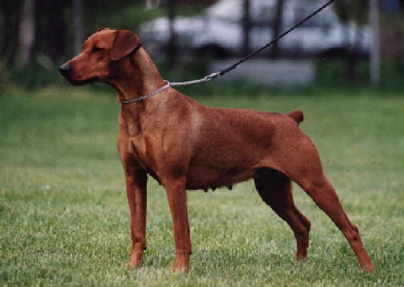 PINSCHER