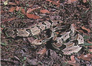 Canebrake Rattle Snake
