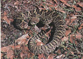 Eastern Diamondback Rattle Snake