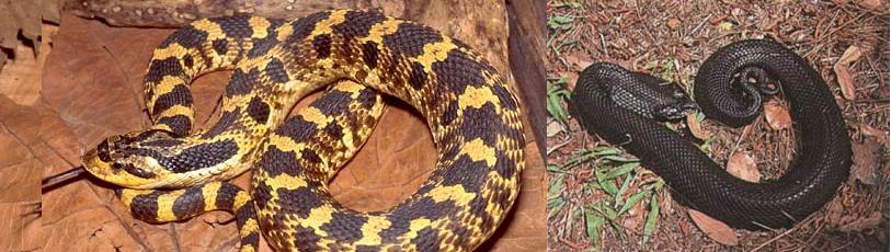 Eastern Hognosed Snake