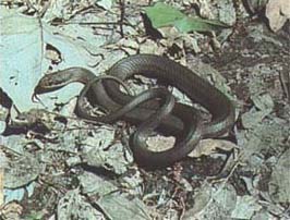 Eastern Yellow Bellied Snake