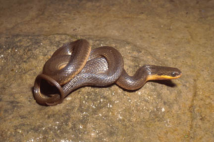 Glossy Water Snake