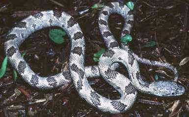 Grey Rat Snake