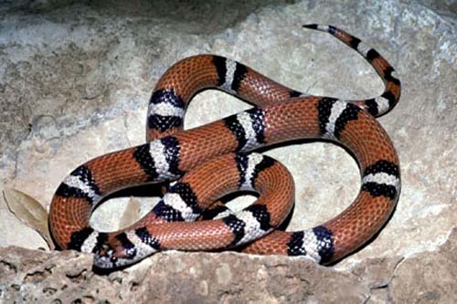 Louisiana Milk Snake