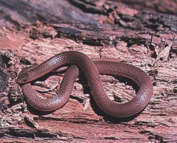 Midwest Worm Snake