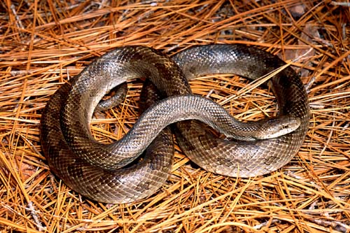 Prairie King Snake